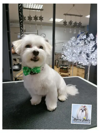 Stylowy Pupil - Salon Pielęgnacji Psów